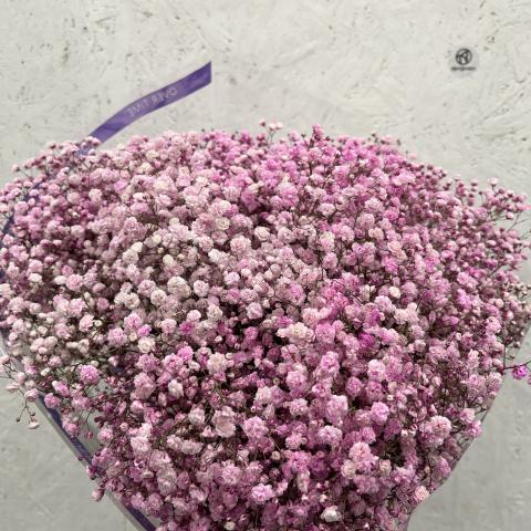 Гипсофила Light Pink   Esmeralda