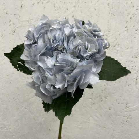 Гортензия Blue Колумбия