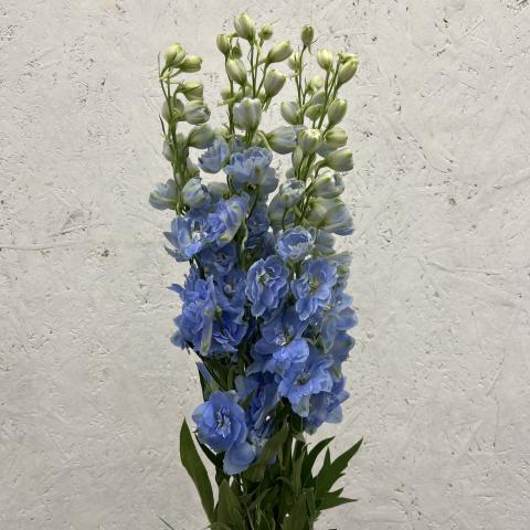 Дельфиниум Dewi Boy Blue 80 Blooming