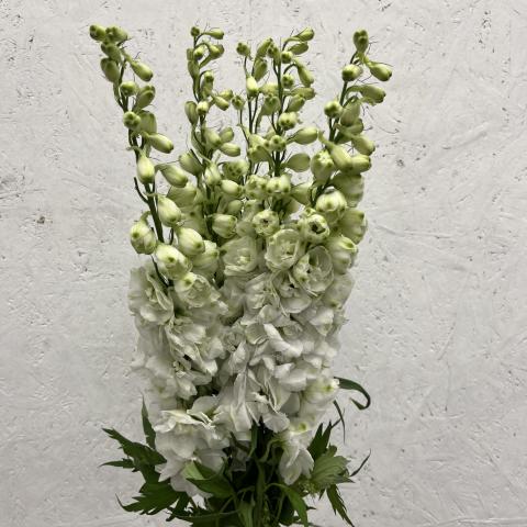 Дельфиниум Snow White  70 Blooming