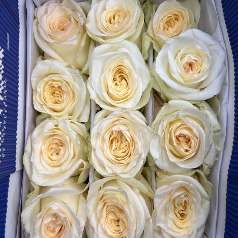 Роза Candlelight Cream 50 Agrinag