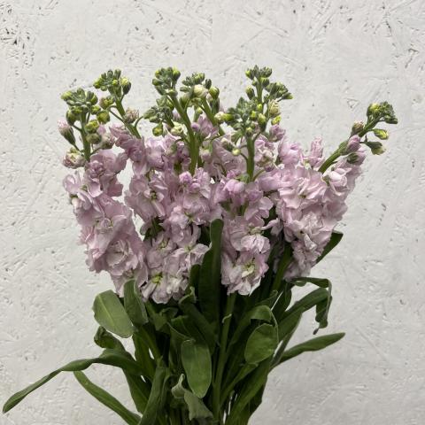 Маттиола Light Pink   Jyr