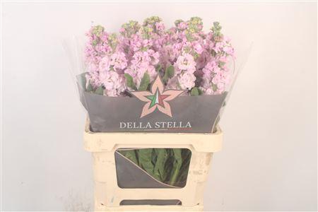 Маттиола Light Pink