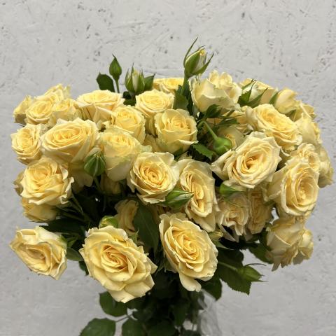 Роза Куст Кения Salinero Yellow 60 Sian