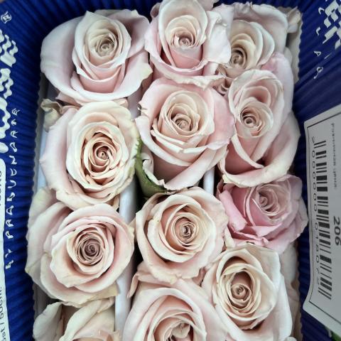 Роза Sweet Escimo Light Pink 50