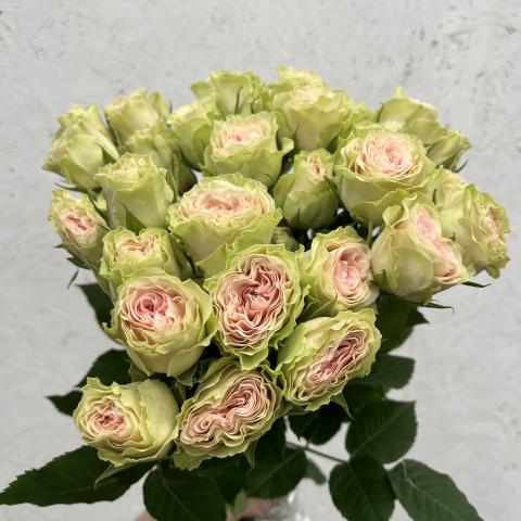Роза Куст Fibonacci Yantra Light Pink 50 Natuflor