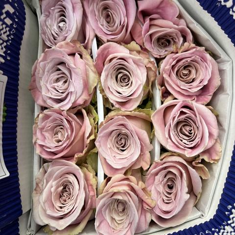 Роза Faith Light Pink 50 Agrivaldani