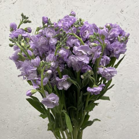 Маттиола Lavender
