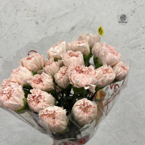 Гвоздика Hanoi Light Pink  Geoflora