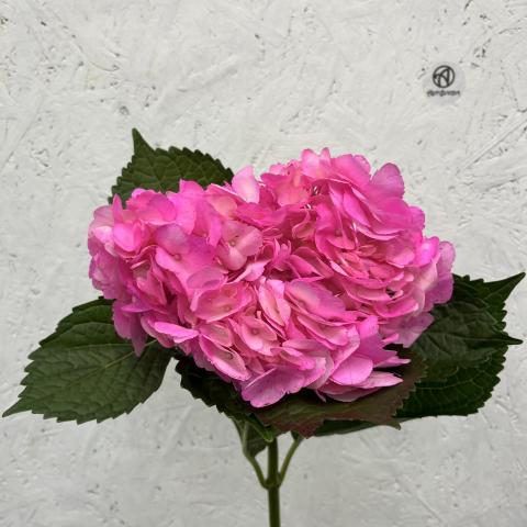 Гортензия Pink Колумбия