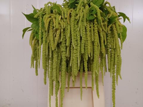 Амарантус Green Pearls