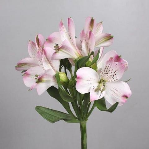 Альстромерия Light Pink   Garda