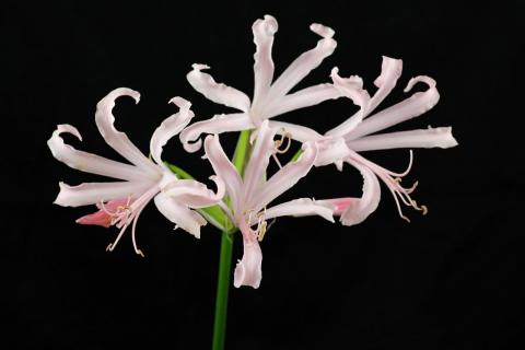 Нерине Biancaneve